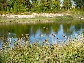 Banner Wilde Kräuter, wilde Bienen & die wilde Isar
