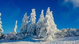 Banner FWG - Skifahrt