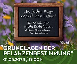 Banner Grünes Klassenzimmer "Frühling (Frühlingskräuter und Frühlingsblüher)"