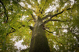 Banner Baumgeschichten – Sommer in der Stadt 