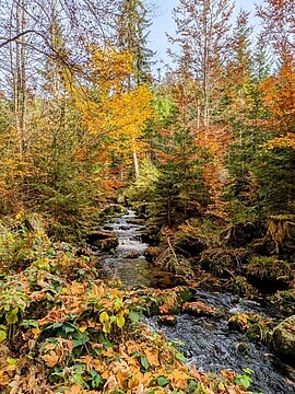 Banner Naturkundliche Wanderung zum Klausgupf