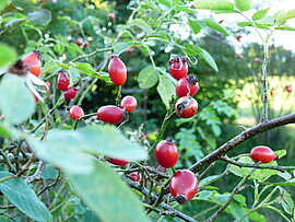 Banner Kräuter von dahoam umanand im goldenen Monat Oktober