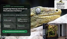Banner Langjährige Haltung und Zucht von Rhacodactylus leachianus