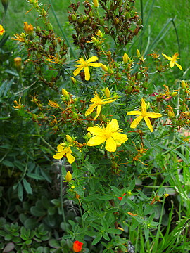 Banner Kräuter von dahoam umanand zum Johannisfest
