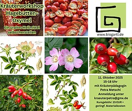 Banner Kräuterworkshop Hagebutten-Oxymel