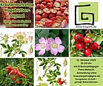 Logo Kräuterworkshop Hagebutten-Oxymel
