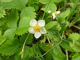 Banner Kräuter von dahoam umanand an den Eisheiligen