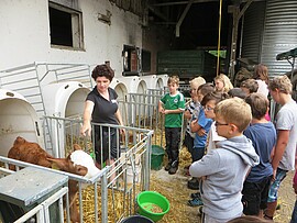 Banner Besuch am Bauernhof