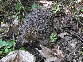 Banner Vortrag "Igel im Garten - wie wir ihnen helfen können"