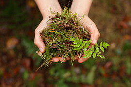 Banner Weiterbildung zum Waldpädagogen 2023