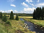 Logo Musikalische Wanderung. Zwischen Moos und Mittagsonne