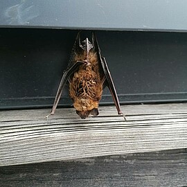 Banner Fledermauswanderung