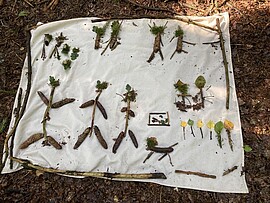 Banner Schnitzeljagd im Wald