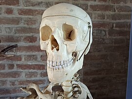 Banner Archäologie-Club "Anthropologie - Was Knochen erzählen""