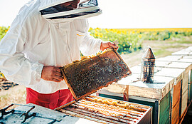Banner Bienennachmittag