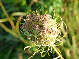 Banner Kräuter von dahoam umanand zu Erntedank