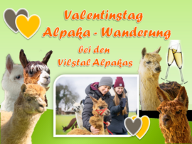 Banner Valentinstag bei den Vilstal Alpaka mit Wanderung und Sektempfang