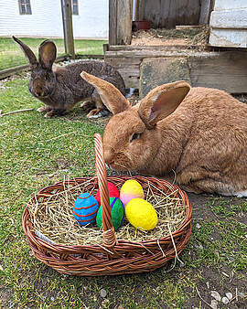 Banner Ostereiersuche auf dem Bauernhof