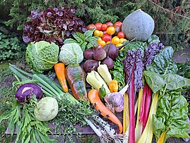 Banner Infoabend biogartl – Solidarische Landwirtschaft
