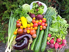 Banner Infoabend biogartl – Solidarische Landwirtschaft