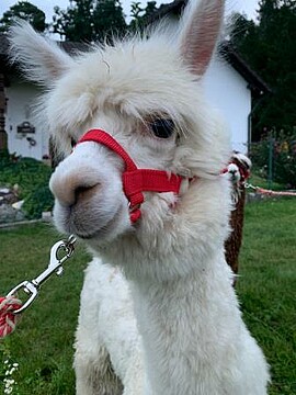 Banner Alpaka Wanderung 