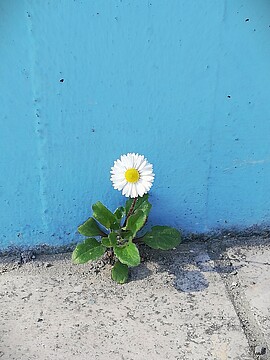 Banner Ritzengold – die unbeachteten Wildpflanzen-Schätze der Stadt