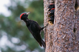 Banner Von versteckten Quellen und alten Baumriesen - Natura 2000 erleben - Natura 2000 Gebiet „Leiten der Unteren Isar“