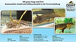 Logo Alle guten Dinge sind Drei: Kammmolche, Axolotl und Gelbbauchmolche in der Terrarienhaltung