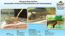 Banner Alle guten Dinge sind Drei: Kammmolche, Axolotl und Gelbbauchmolche in der Terrarienhaltung