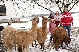 Banner Faschings-Wanderung bei den Vilstal Alpakas