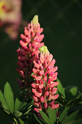 Banner Frühlings-Pflanzenbörse
