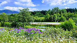 Banner Natur entdecken - Kräuterwanderungen im Park