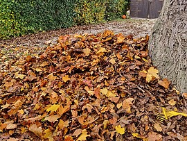 Banner Stadtnatur im Herbst – Landaus Stadtbäume im bunten Gewand