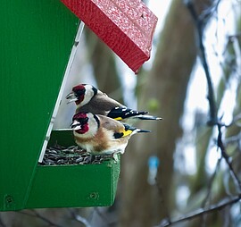 Banner Vogelfütterung im Wandel der Zeit