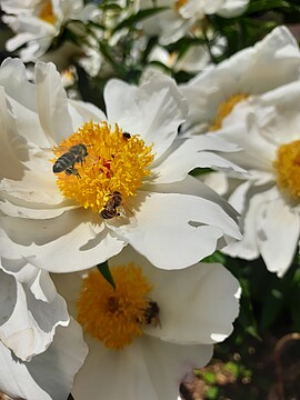Banner Bund Naturschutz Kreisgruppe Jahreshauptversammlung