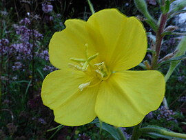 Banner Kräuter von dahoam umanand zu Mariä Himmelfahrt