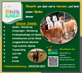 Banner Alpaka-Wanderung