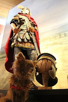 Banner Dog Tuesday bring deinen Hund mit ins Museum