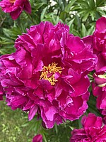 Logo Gottesdienst am Pfingstsonntag