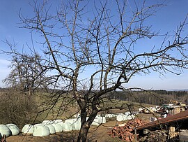 Banner Baumschneidekurs