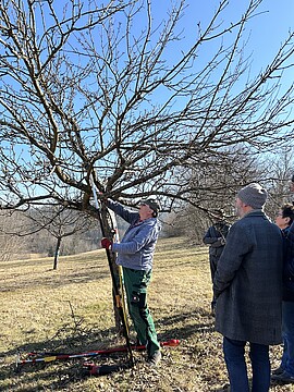 Banner Obstbaumschnittkurs