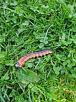 Logo Jahresversammlung 