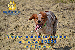 Logo Distanz- und Abbruchtraining - Workshop