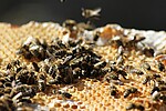Logo Bienenwachstücher selber machen
