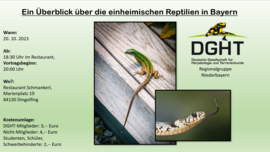 Banner Ein Überblick über die einheimischen Reptilien in Bayern