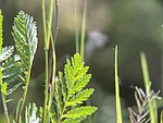 Logo Schmuck aus Naturmaterialien herstellen