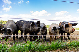 Banner Hofführung - das Erlebnis geht weiter! (Rottaler Hoftour)