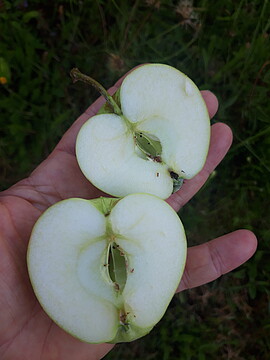 Banner Sortenbestimmungsseminar für Einsteiger