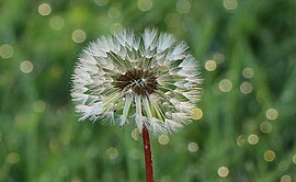 Banner LASS DEINE SEELE IN MEINER LIEBE TANZEN - Tanz- und Meditationsworkshop