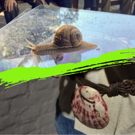 Banner Archäologie-Club x Umweltstation "Schnecken checken - Muscheln und Schnecken heute und in der Steinzeit"